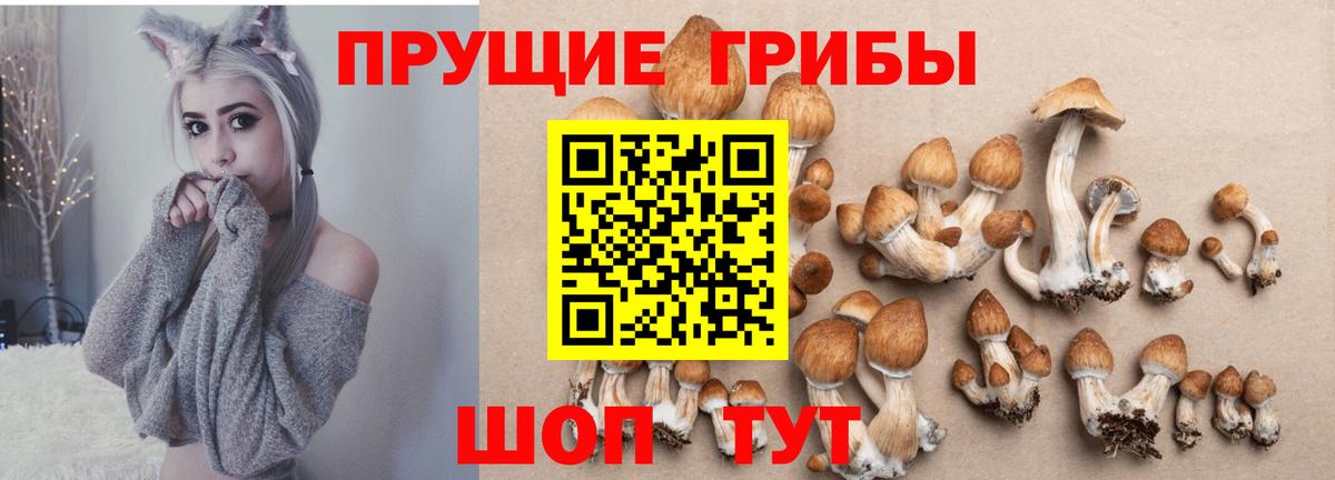 Галлюциногенные грибы Psilocybine cubensis Менделеевск